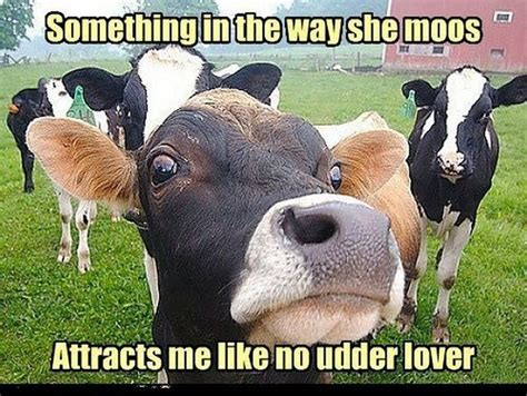 cow meme|happy cow meme.